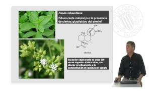 Los alcoholes en las plantas Algunos ejemplos de interés   UPV [upl. by Barra]