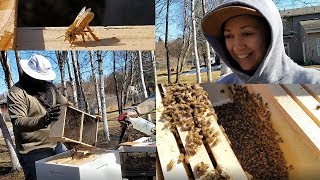 Prepping amp Installing Carniolan Honey Bees into Hive 2nd Year Beekeeping [upl. by Macmahon]