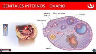 Los Ovarios Desarrollo de Ovogénesis Desarrollo Folicular  Genitales internos Femeninos 👍👍 [upl. by Arraeic]