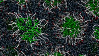 Micelle formation through molecular selfassembly [upl. by Ramgad189]