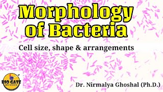 Morphology of Bacteria Size Shape amp Arrangements microbiology [upl. by Sliwa]