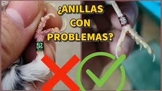 PROBLEMAS CON EL ANILLADO DE NUESTROS PÁJAROS [upl. by Einnoc]