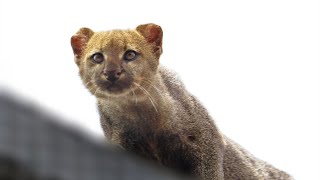 Trying to make the rescued jaguarundi come down to eat [upl. by Diana]