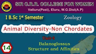 14 BSc 11  Animal Diversity  Unit 5  Balanoglossus  Structure and Affinities [upl. by Fusco]