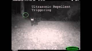 ultrasonic cat repeller test [upl. by Naginarb311]