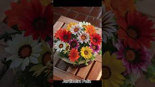 Gazanias🌼plantas diy natureza dicas garden jardim flores mulheres jardinagem plante [upl. by Aeli281]