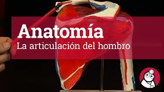 Anatomía La articulación del hombro [upl. by Quincy]