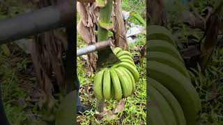 So Fast Banana Cutting Trick agriculture amazing shorts [upl. by Sophey610]