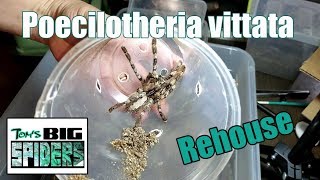 Poecilotheria vittata Rehousing [upl. by Altaf523]