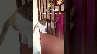 CATLOCK HOLMES😺🔎 Cat videos original cat shorts funny adventure sherlockholmes youtubeshorts [upl. by Adler]