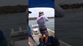 Breakwall Jewfish bites twice jewfish fishing fishingvideo fishinglife fishingtips mulloway [upl. by Noitsirhc]