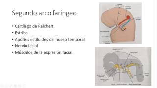 ARCOS FARINGEOS EMBRIOLOGIA [upl. by Skyla]