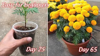 How to grow marigolds in pots from seeds  full information  easy for beginners [upl. by Ayhtak]