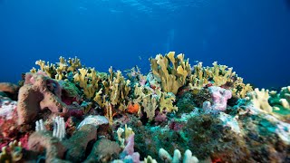 Arrecifes de coral albergues naturales bajo el mar  AzulProfundo Cap2 [upl. by Lamag]