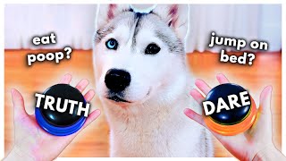 Dog Plays Truth or Dare Using Talking Buttons [upl. by Eras]