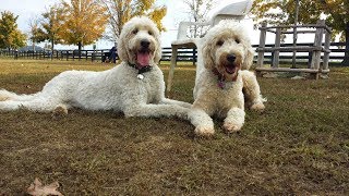 Goldendoodles  Lifes an Adventure Video Compilation [upl. by Ahsilem]