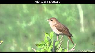 Nachtigall mit Gesang  Nightingale singing 1080p HD [upl. by Nahseez]