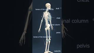 3D animation Human Skeleton System  Human Body Anatomy Skeleton System Animation shorts bones [upl. by Dalia]