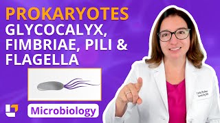 Prokaryotes Glycocalyx Fimbriae amp Pili amp Flagella  Microbiology for Health Fields  LevelUpRN [upl. by Dine]