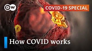 How does coronavirus attack your body  COVID19 Special [upl. by Norah748]