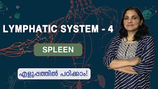 Lymphatic System  4  Spleen  Malayalam [upl. by Ocram]