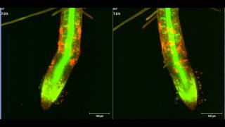 ZEISS Lightsheet Z1 Arabidopsis root growth [upl. by Pickar]