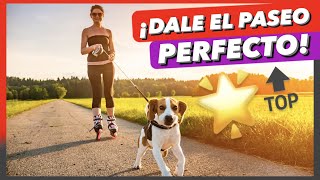 ¿Cómo PASEAR a un PERRO CORRECTAMENTE ✅ ¿Cuánto tiempo y cuántas veces ⏰ deben salir ► VENTAJAS 🙌 [upl. by Anahsar294]