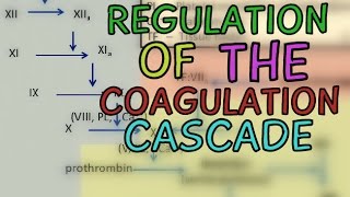 Regulation of the Coagulation Cascade  Protease Inhibitors  Fibrinolytic System [upl. by Niuq]