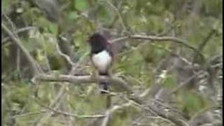 RufousSided Towhee calling [upl. by Enahpets]