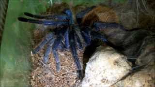 Tarantula Feeding Video 32 Baby Spider Fight [upl. by Rodger]