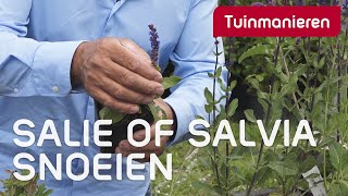 Salie of Salvia snoeien in de zomer hoe doe je dat  Tuinmanieren [upl. by Shaughnessy]