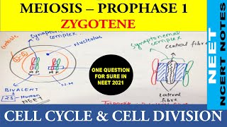 Zygotene Stage  Prophase 1 of Meiosis  1  NEET Biology  Class 11  NCERT Notes  NEET 20212022 [upl. by Mavilia]