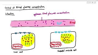 1410 How our cells process glucose Cambridge AS A Level Biology 9700 [upl. by Elo770]