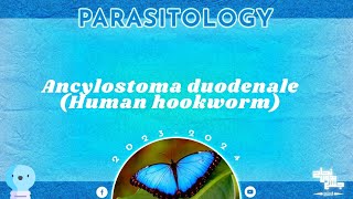 L6 Part 2 Ancylostoma duodenale Parasitology [upl. by Gypsie]