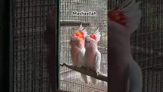 Parrots beauty eaglet birds beak incubator falconer miniincubator shorts viralvideo [upl. by Drye]