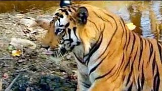 Safari India Tigers of Bandhavgarh National Park Aired Oct 2004 [upl. by Obrien]