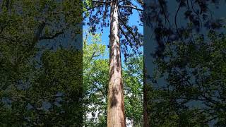 Sequoiadendron Giganteum  Giant Sequoia  Séquoia Géant 🌲 [upl. by Naujahs]