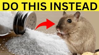 pest control how to make mice and rat disappear in 30 seconds without using poison or trap [upl. by Garber]