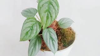 PHILODENDRON SODIROI CARE FULL DETAILS [upl. by Ytineres]