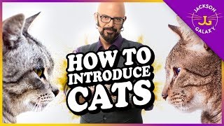 How to Introduce Cats [upl. by Eatnuhs]