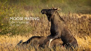 Moose Mating  Lille Vildmose [upl. by Kennard]