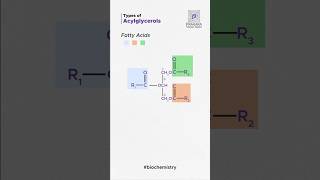 Decoding Acylglycerol Structures  Biochemistry Breakdown for Lipid Lovers prakara biochemistry [upl. by Aydne471]