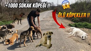 EVA İLE ESKİ KÖPEK BARINAĞINDAKİ KÖPEKLERİ BESLEDİK  ÖLÜ KÖPEKLER VAR [upl. by Yenttirb904]