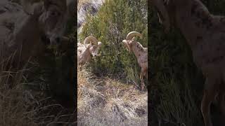 The Bighorn sheep has horns that weigh upto 30 pounds shorts [upl. by Scot]