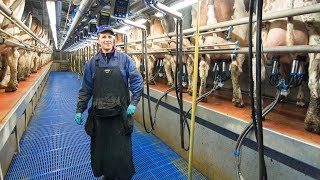 Milking Robots out Swing over milking parlour in for dutch dairy farmer [upl. by Claudy620]