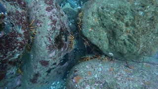 The Crayfish Nursery and Honey Comb Islands New Zealand Scuba [upl. by Quartana]