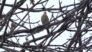 Song Thrush near the Queens Temple [upl. by Blair891]