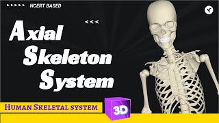 Axial skeleton system 3d animation [upl. by Ano]