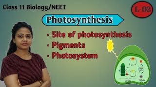 Pigments involved in photosynthesis  Site of photosynthesis Photosynthesis  L02 Class 11 NEET [upl. by Lonny]