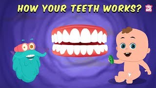 How Your Teeth Work  The Dr Binocs Show  Best Learning Videos For Kids  Peekaboo Kidz [upl. by Brunell832]